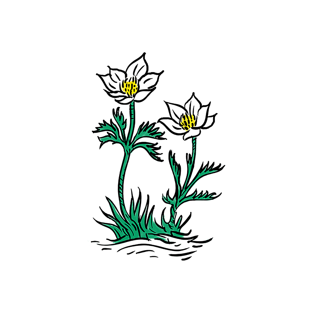 Anemone_alpina