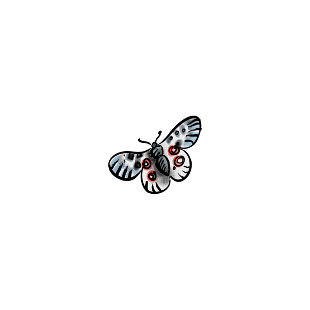 Farfalla_parnassius_apollo