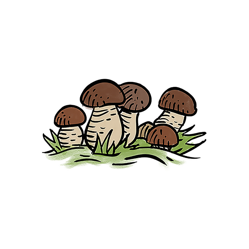 Funghi