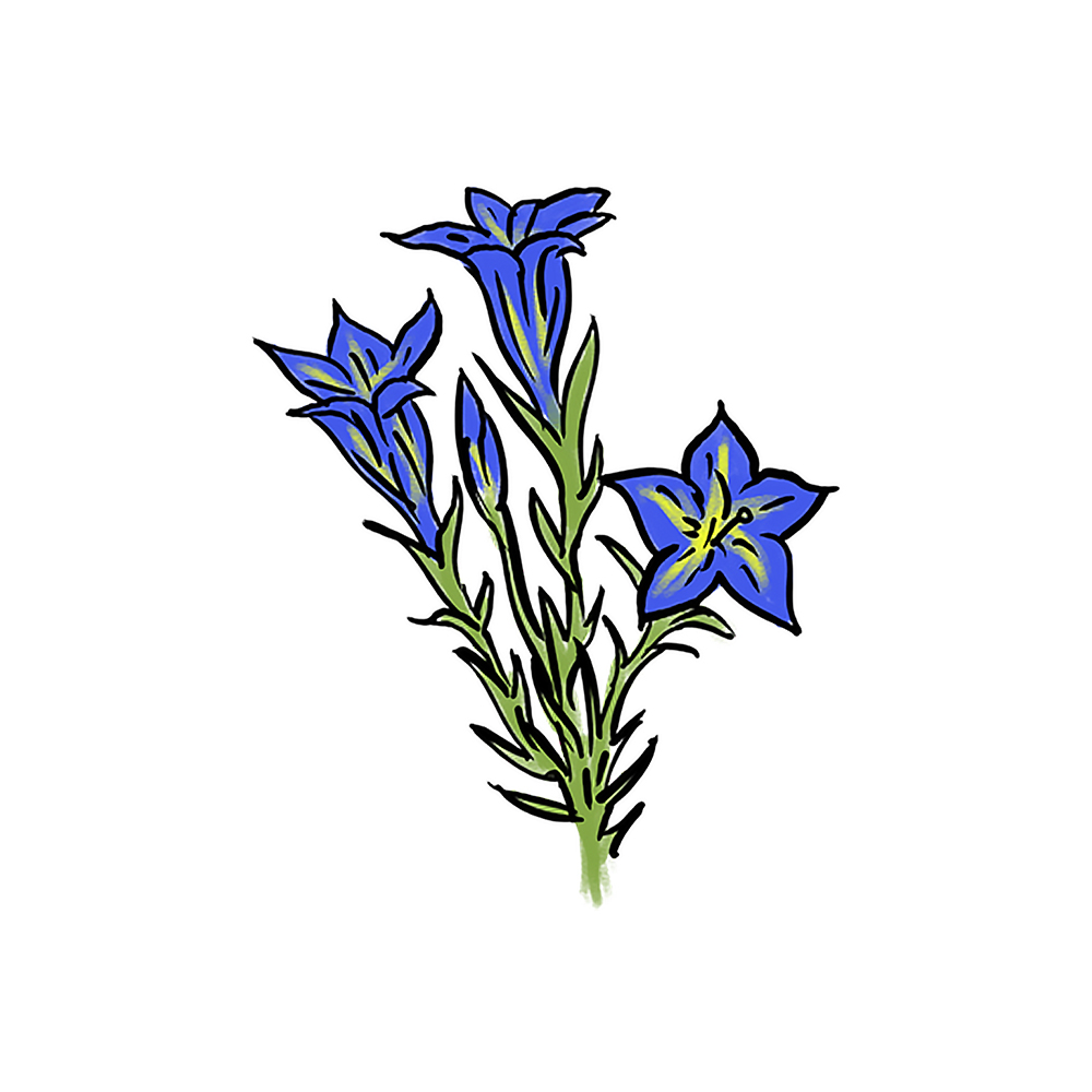 Genziana_alpina