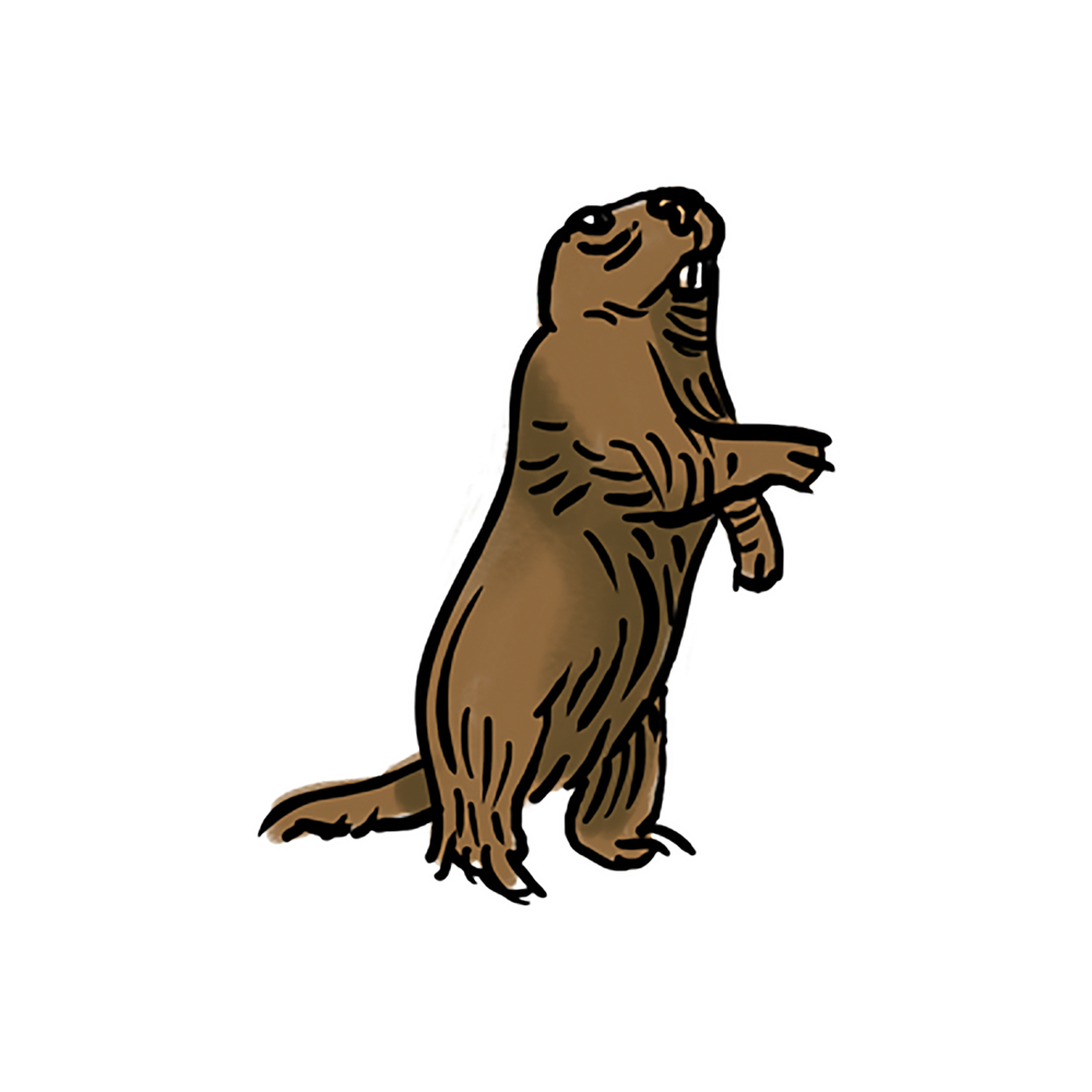 Marmotta