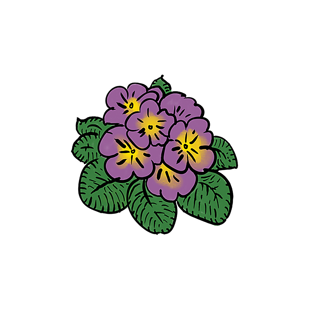 Primula