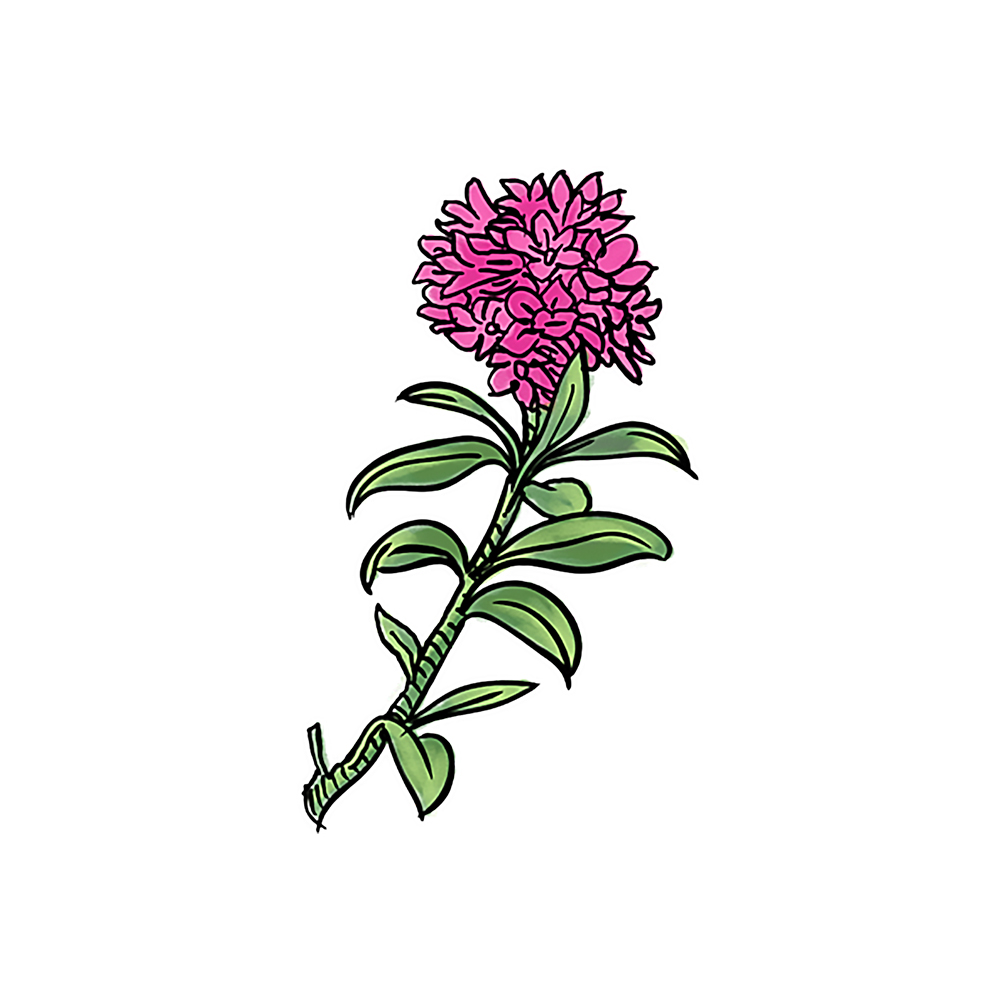 Rododendro_ferrugineo