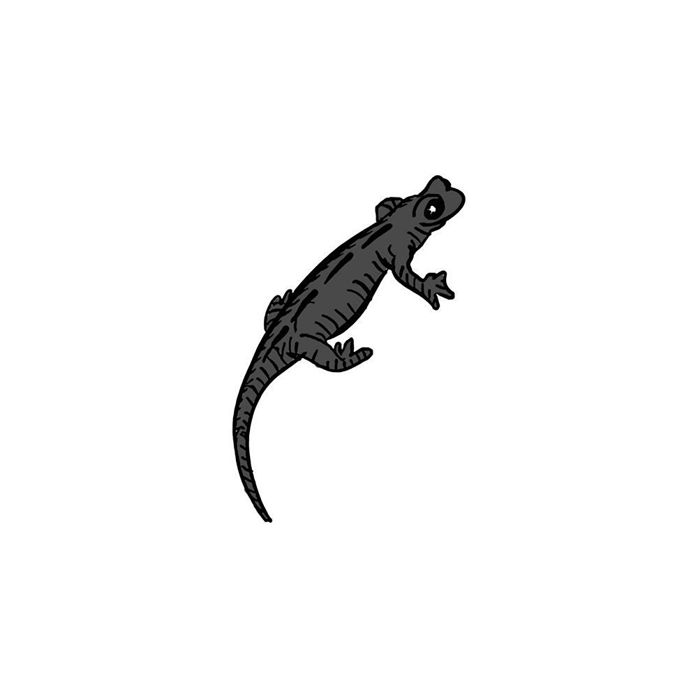 Salamandra_pezzata